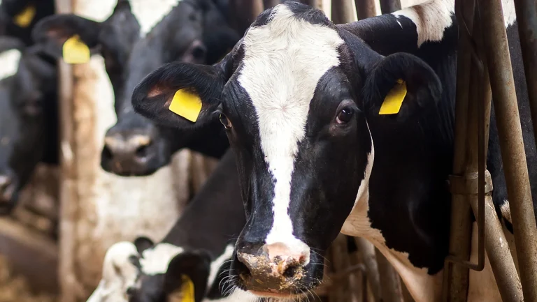 Charlie King Agriculture